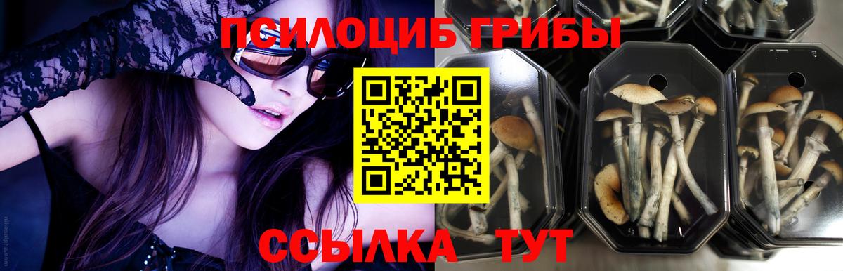 Менделеевск  Галлюциногенные грибы MAGIC MUSHROOMS  Вход с VPN 